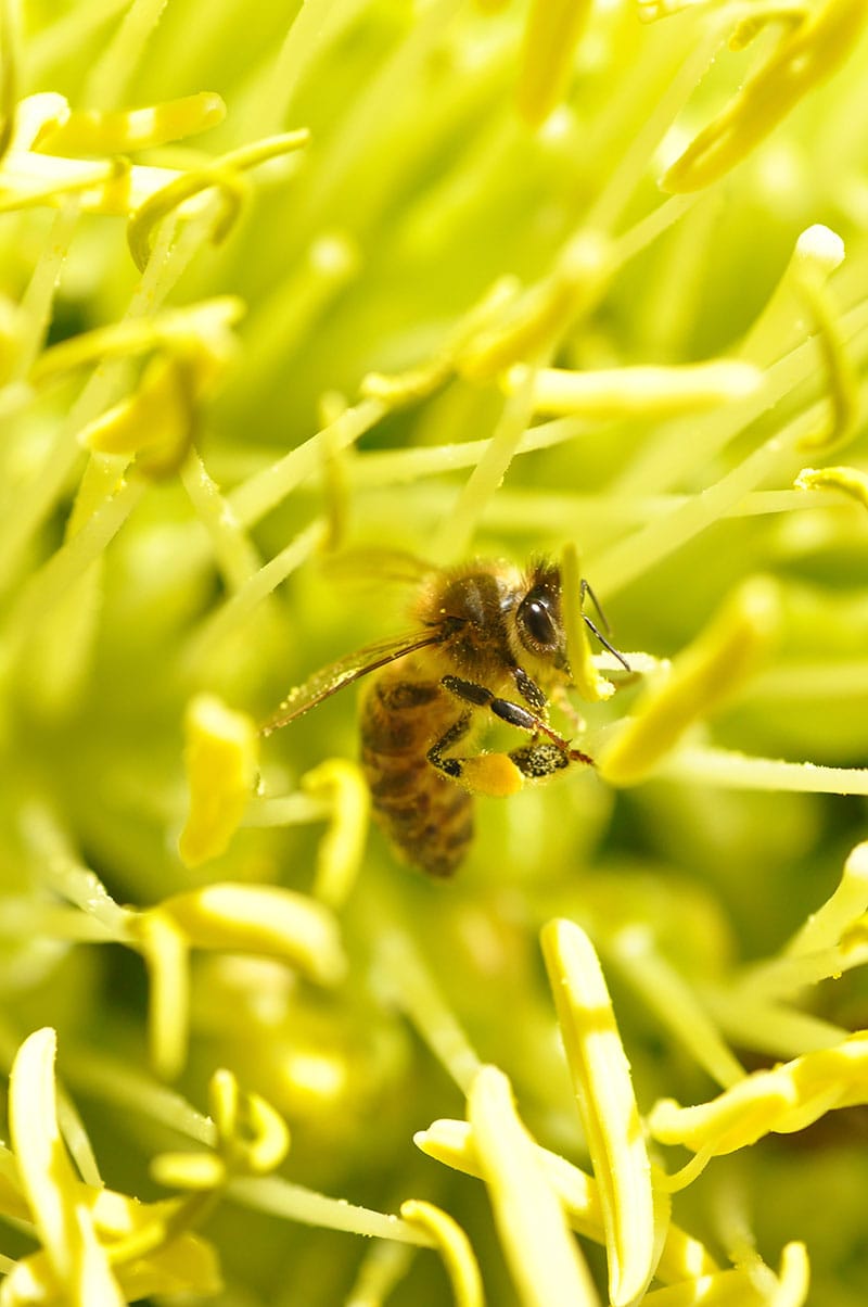 Close up photo of bee gathering honey